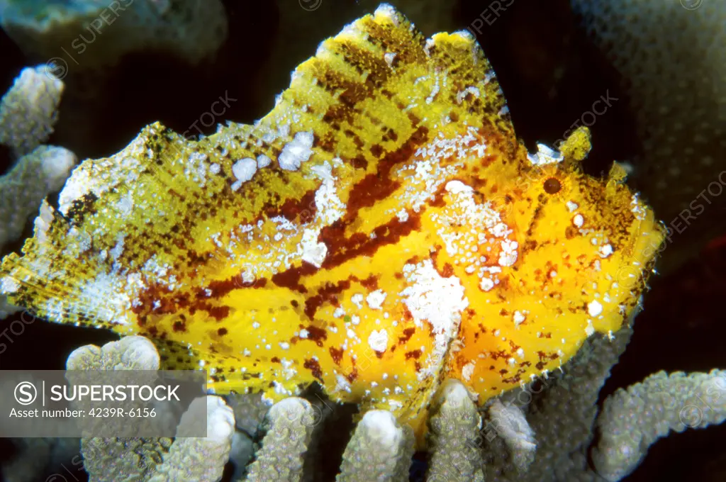 Leaf scorpionfish, Indonesia.