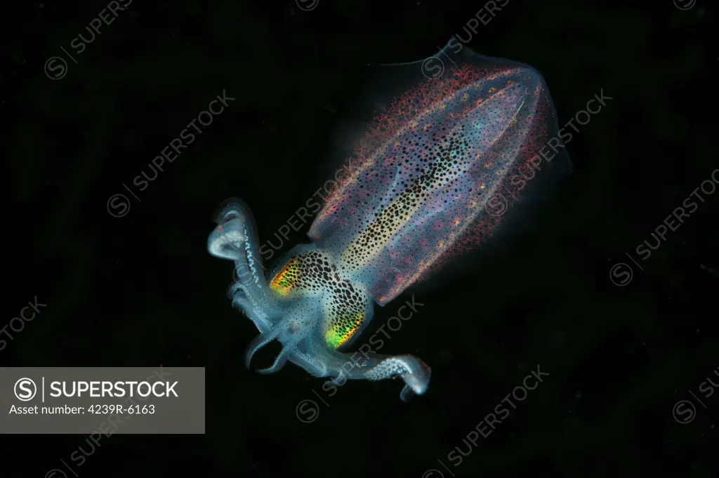 Bobtail squid, North Sulawesi, Indonesia.