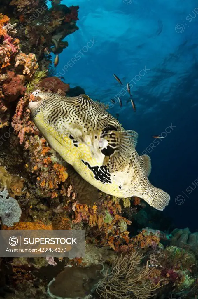 Map Pufferfish, Indonesia.