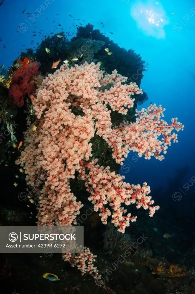 Soft coral on the LIberty Wreck, Bali, Indonesia.