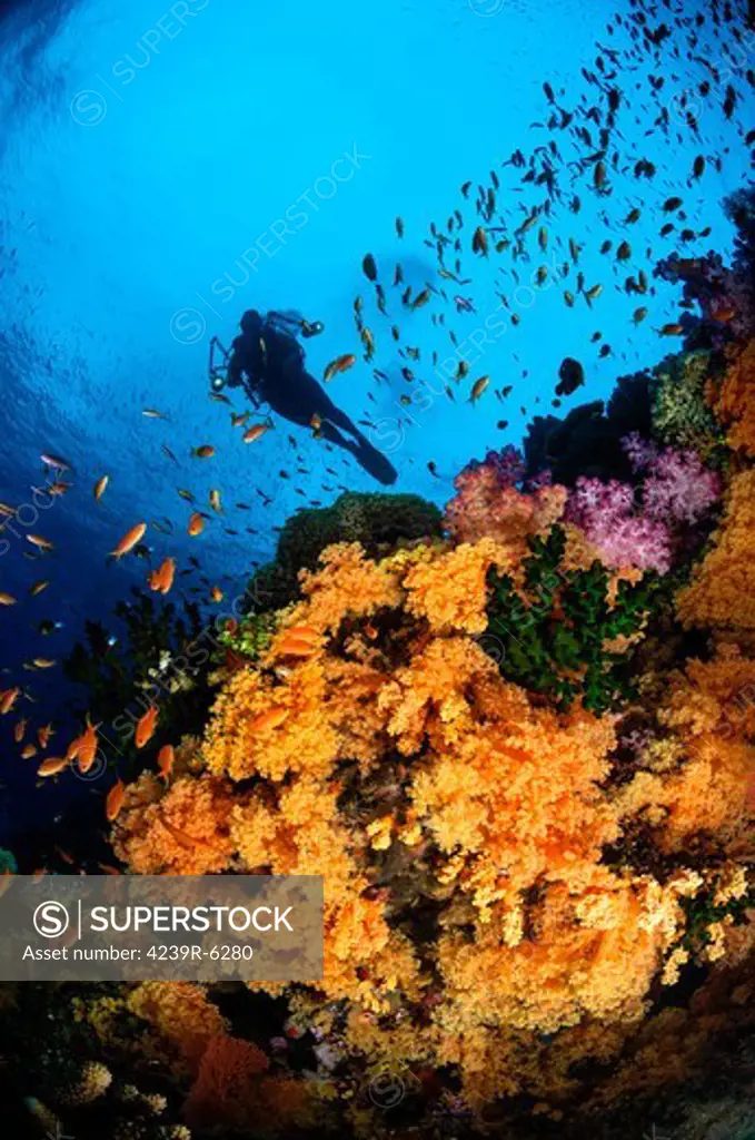 Diver and soft coral, Fiji.