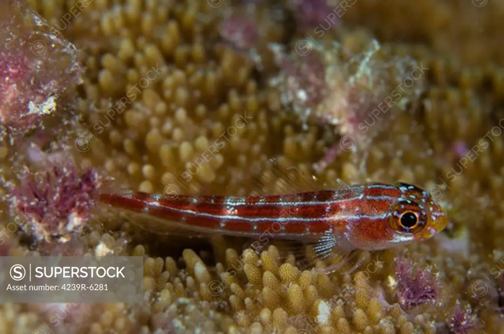 Goby on coral, Australia.