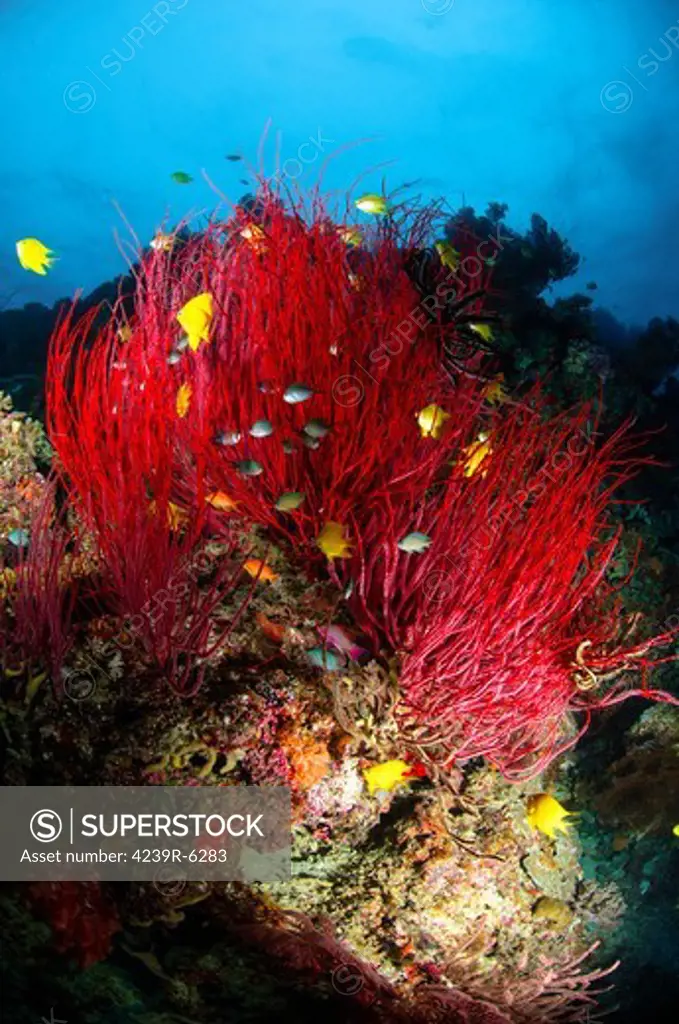 Sea whips and soft coral, Fiji.