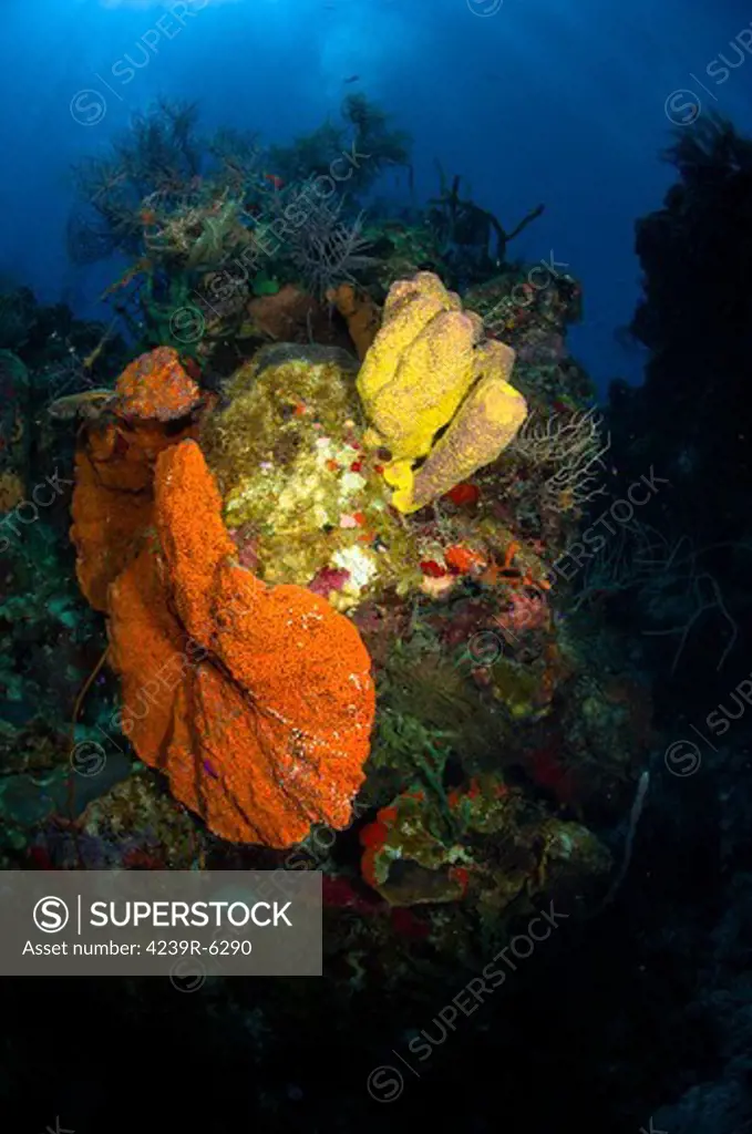 Coral and sponge reef, Belize.