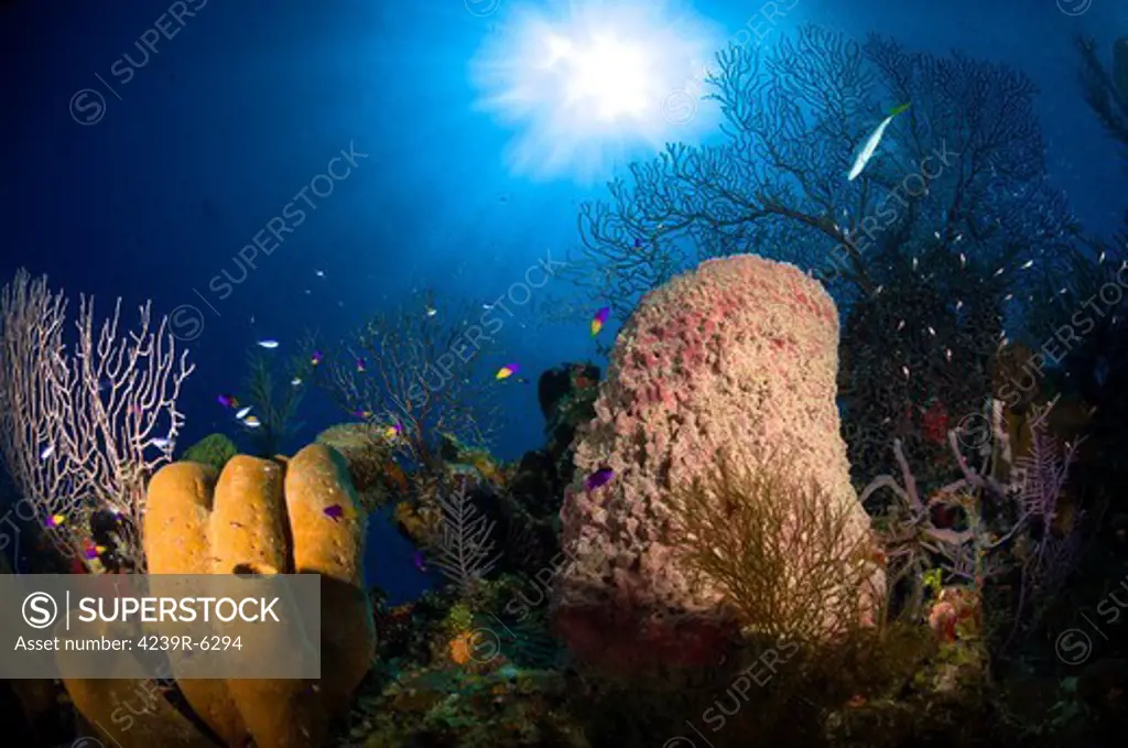 Coral and sponge reef, Belize.