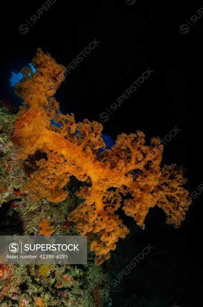 Soft coral seascape, Fiji.