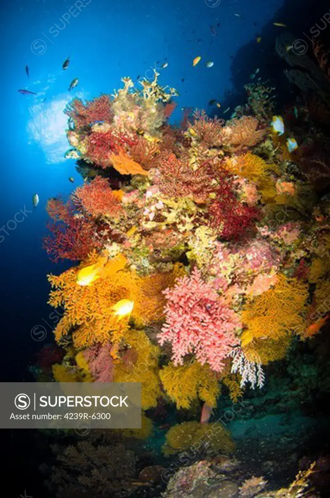 Coral reef seascape, Australia.