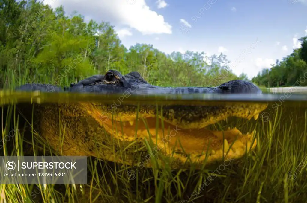 Split level view of an American Alligator, Florida Everglades.
