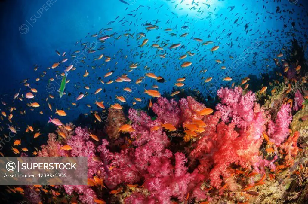 Anthias fish and soft corals, Fiji, Pacific Ocean.