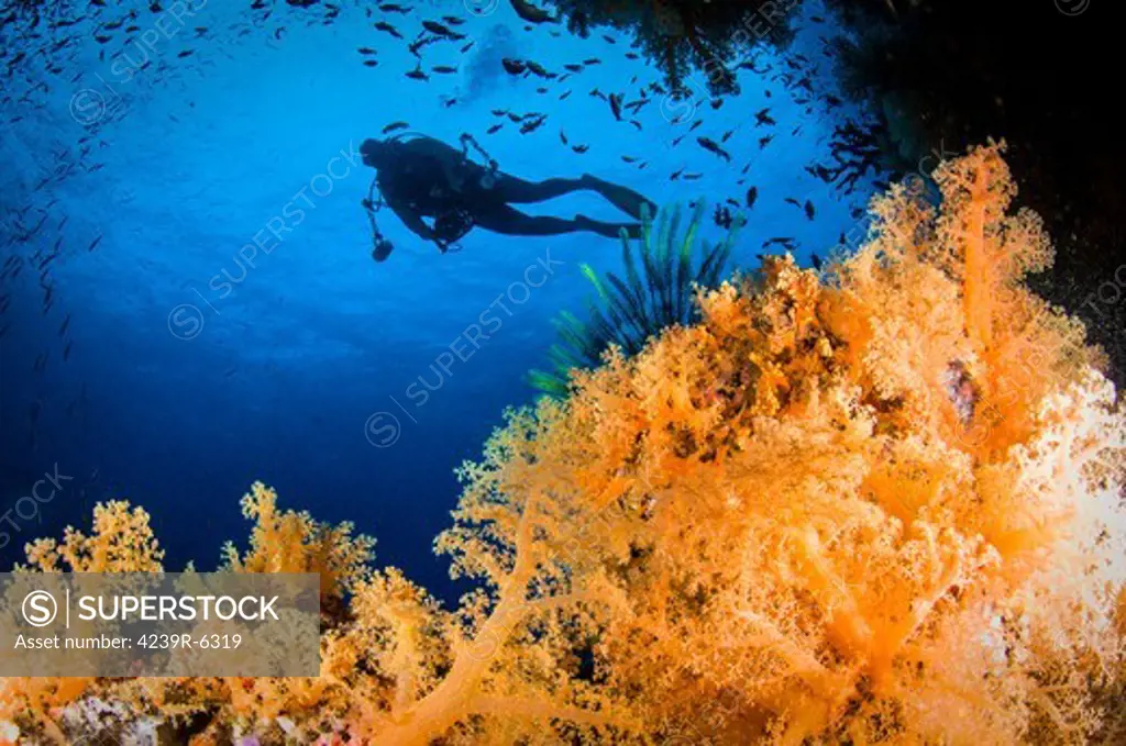 Diver swimms above soft coral, Fiji.