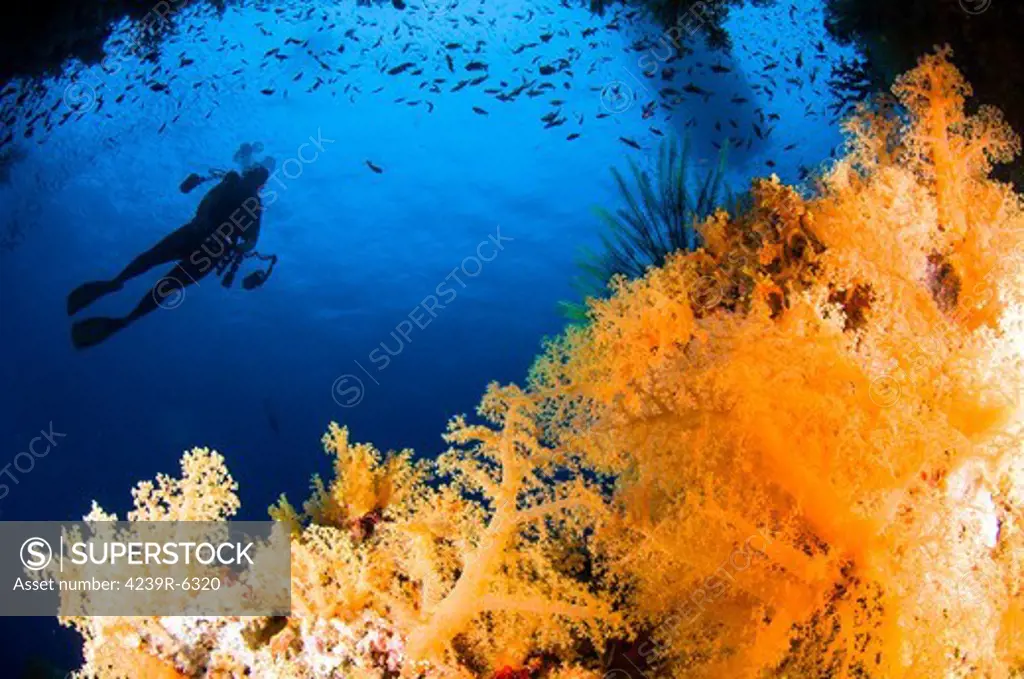 Diver hovering over soft coral reef, Fiji, Pacific Ocean.