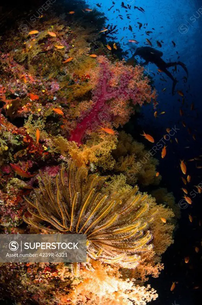 Diver swims by soft corals and crinoid, Fiji.