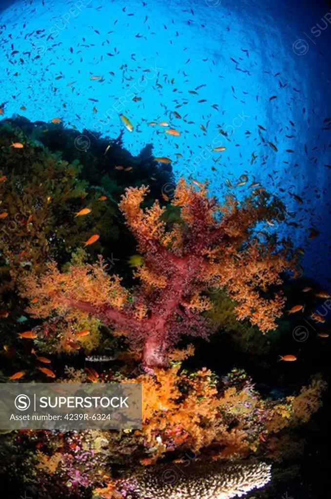 Soft coral seascape, Fiji.