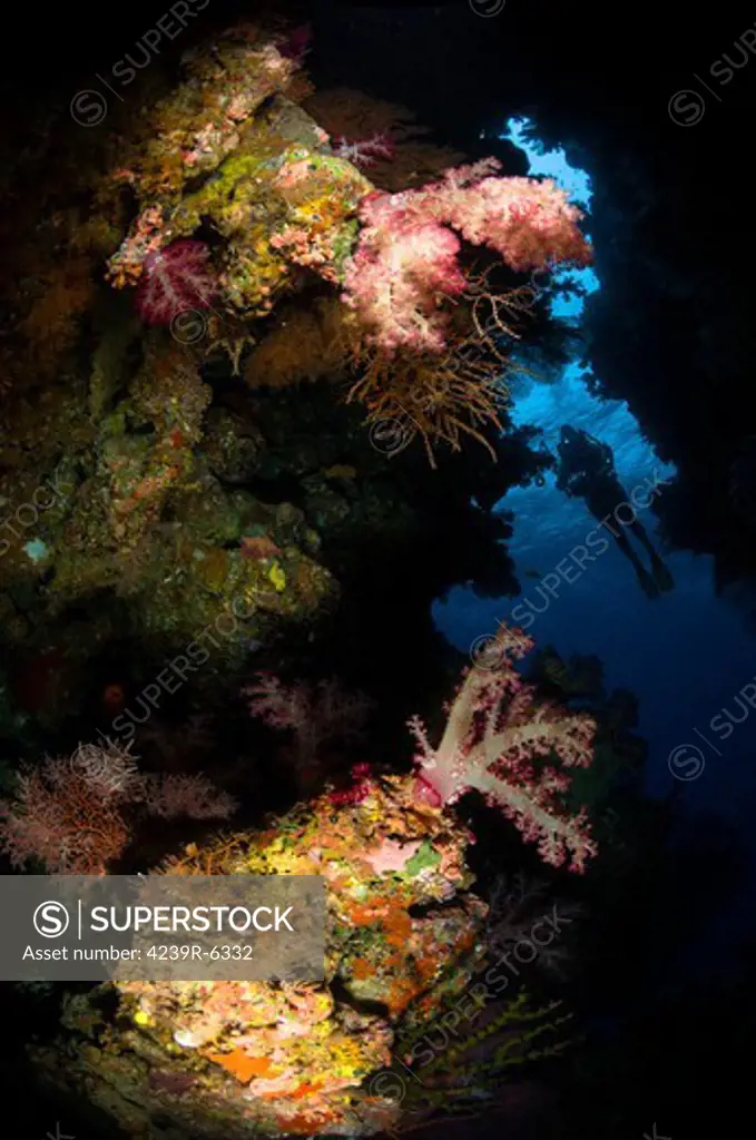 Diver in soft coral seascape, Fiji.
