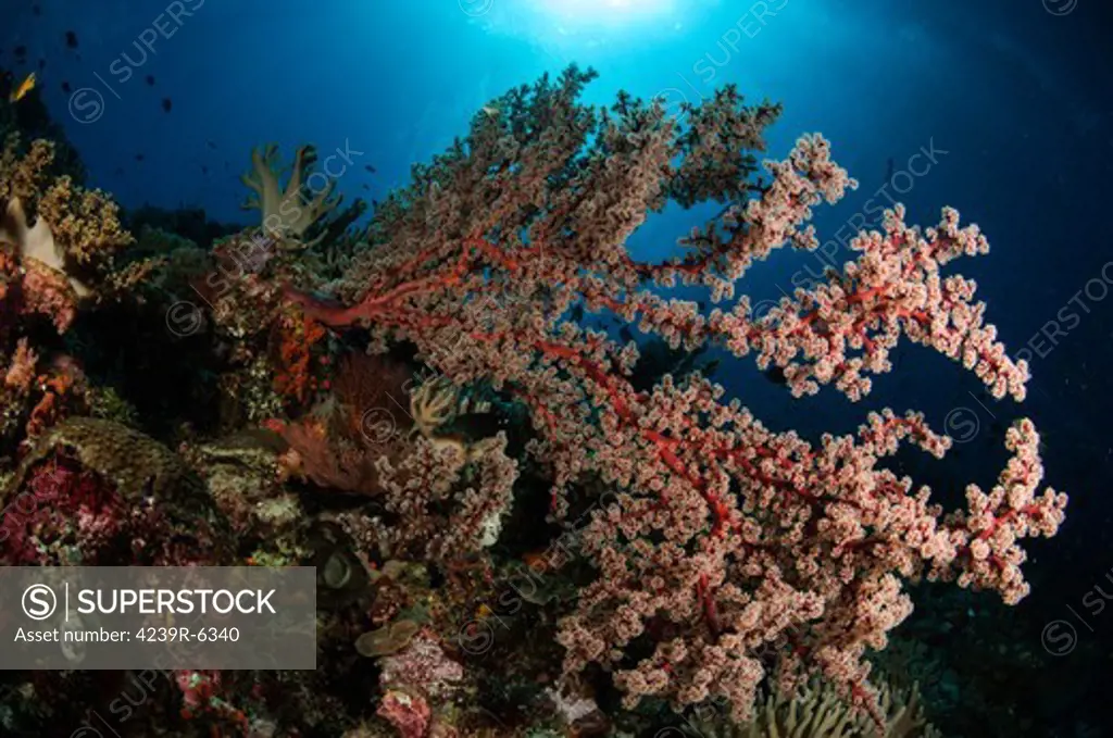 Soft coral reef seascape, Indonesia.