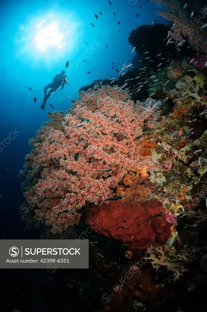 Diver over soft coral seascape, Indonesia.