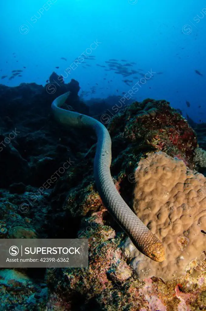Highly venomous Olive Sea Snake, Australia.