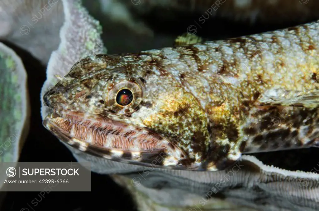 Lizardfish, Indonesia.