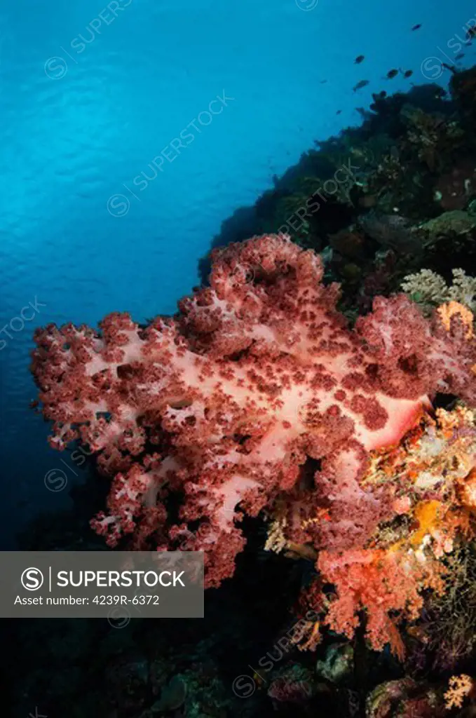 Soft coral seascape,  Indonesia.
