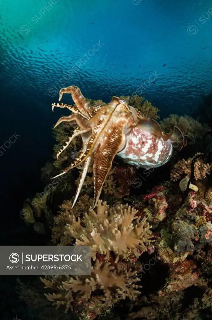 Cuttlefish, Indonesia.