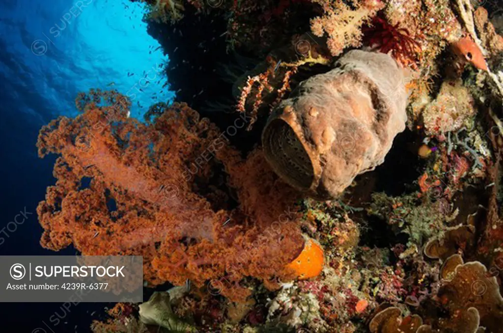 Soft coral seascape, Indonesia.