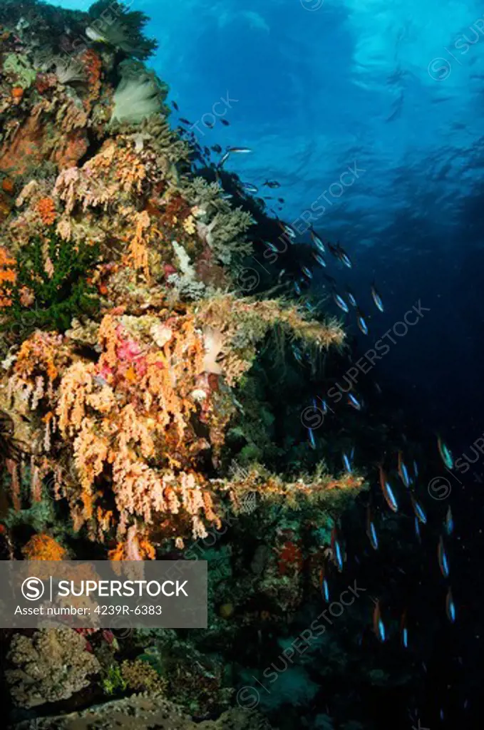 Soft coral seascape and rainbow runners, Indonesia.