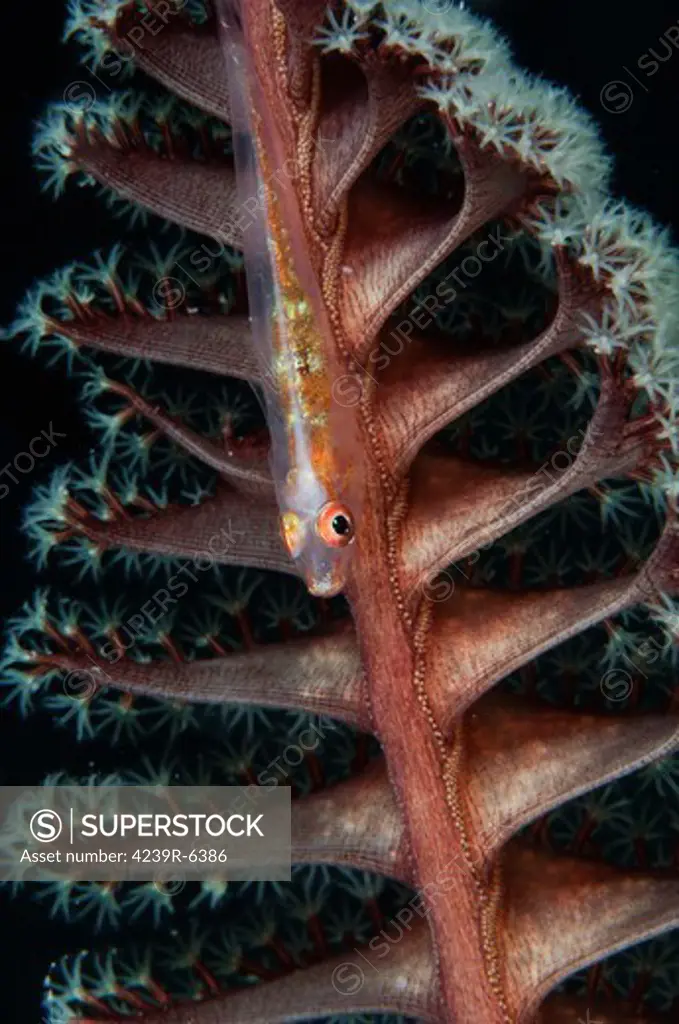 Goby on a sea pen, Indonesia.