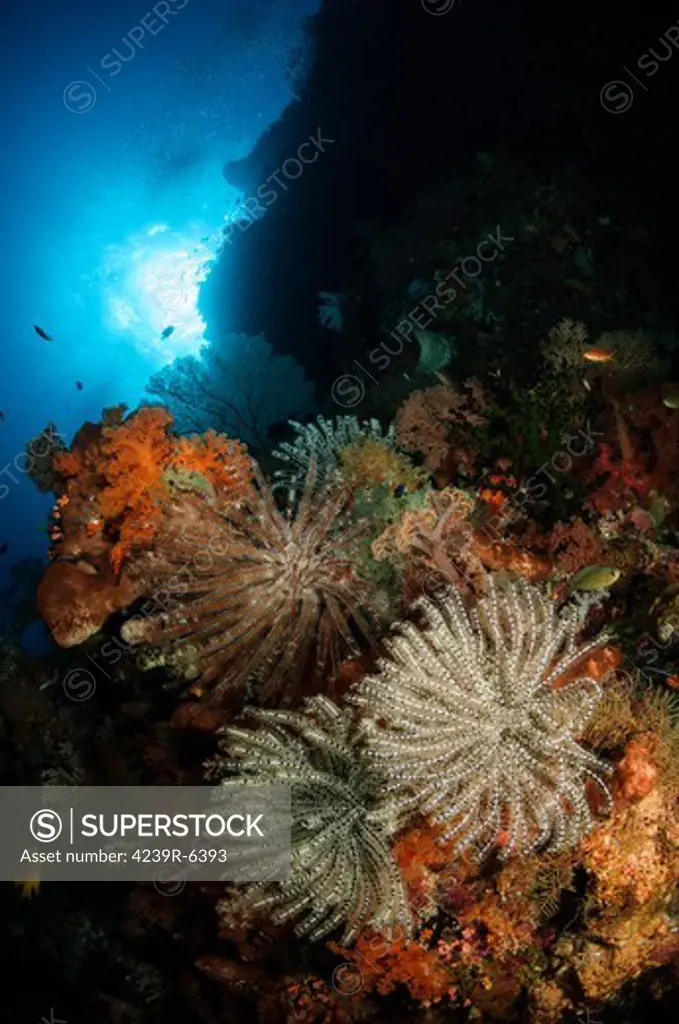 Seascape of crinoids, Indonesia.