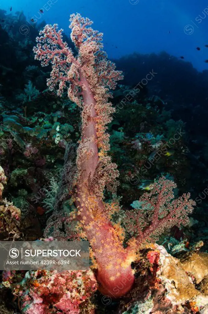 Soft coral seascape, Indonesia.