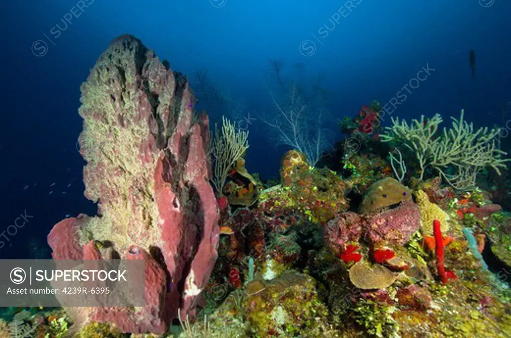 Coral reef and sponges, Belize.