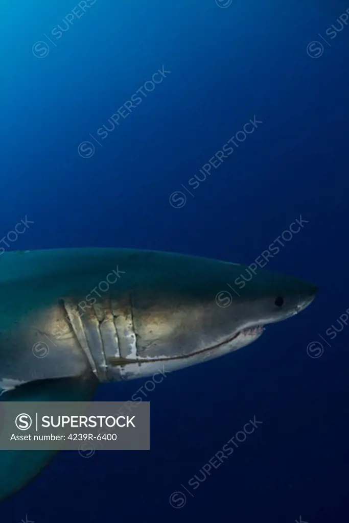 Male great white shark, Guadalupe Island, Mexico.