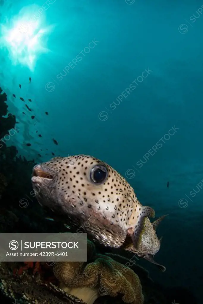 Wide-angle image of pufferfish, Raja Ampat, Indonesia.