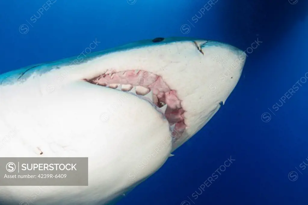Male great white shark showing teeth, Guadalupe Island, Mexico.