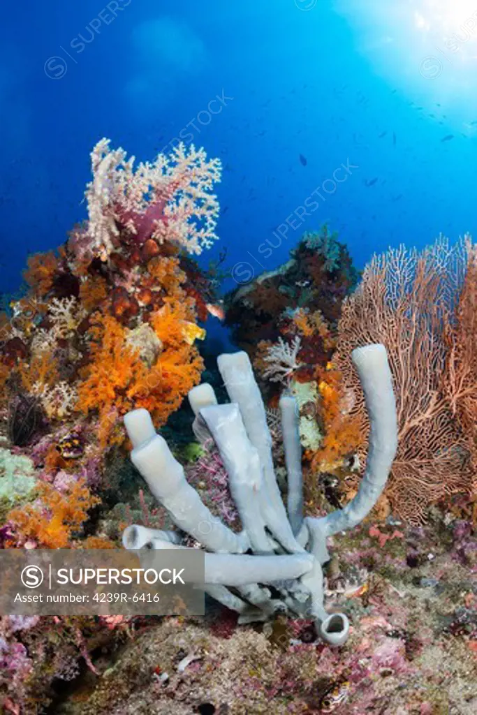 Tube sponge on coral reef in Raja Ampat, Indonesia.