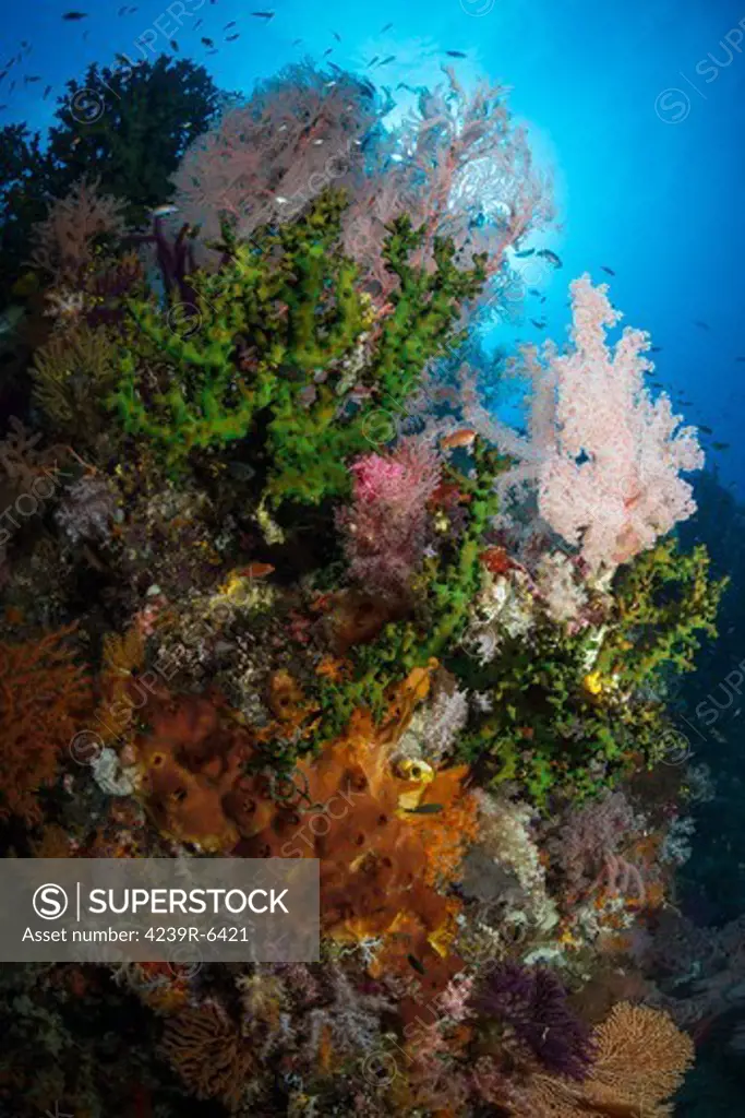 Sea fan on soft coral in Raja Ampat, Indonesia.
