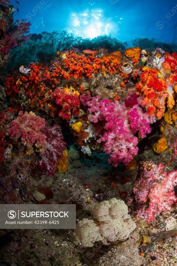 Soft coral in Raja Ampat, Indonesia.