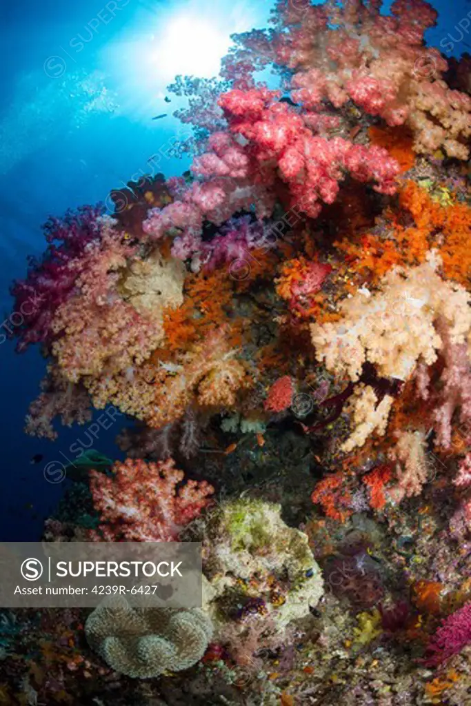 Soft coral in Raja Ampat, Indonesia.