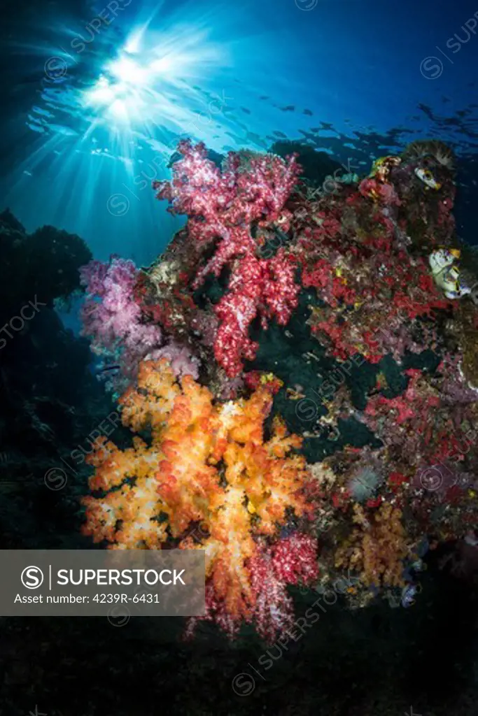 Soft coral and sunburst in Raja Ampat, Indonesia.
