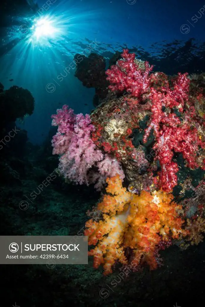 Soft coral and sunburst in Raja Ampat, Indonesia.