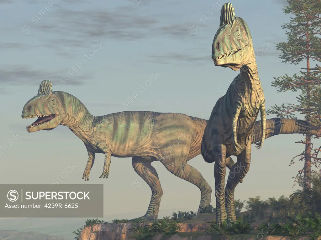 Two Cryolophosaurus looking over a cliff.