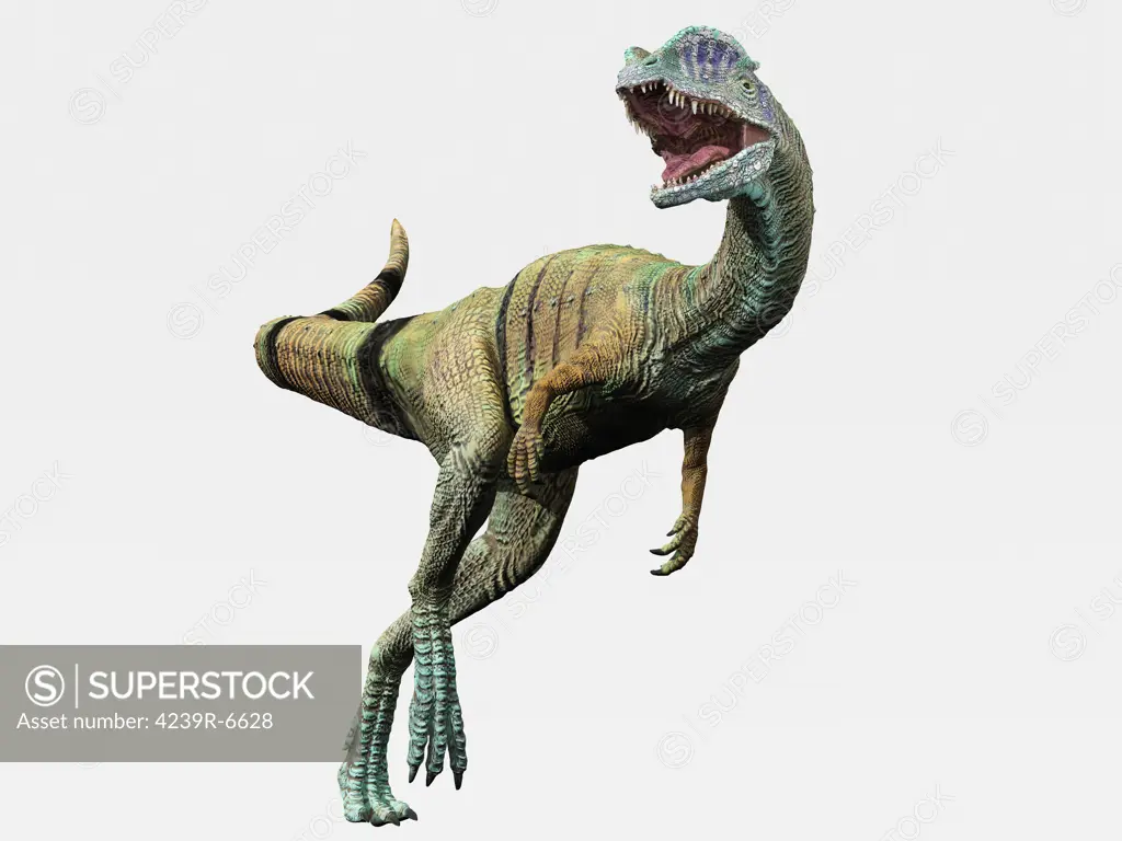 Dilophosaurus running, white background.