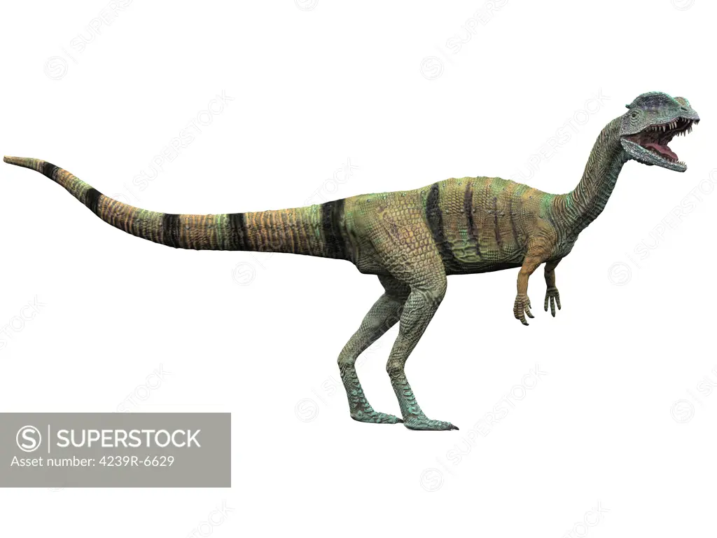 Dilophosaurus standing, white background.