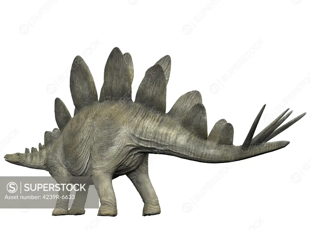 Stegosaurus, white background.