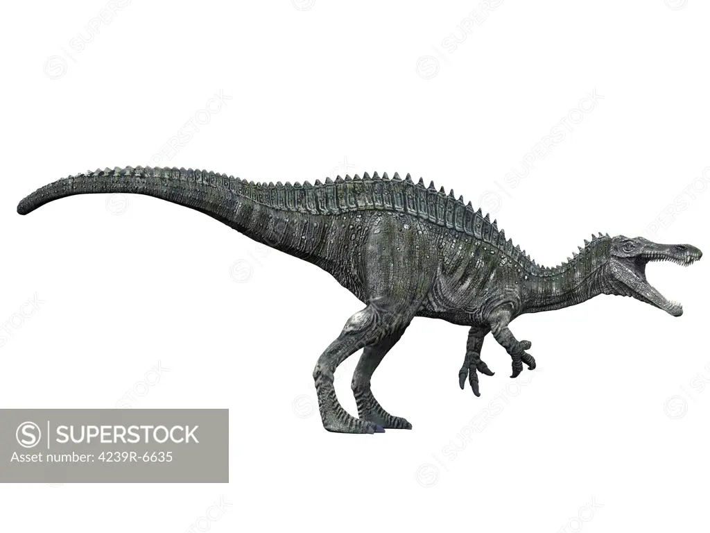 Suchomimus dinosaur, white background.