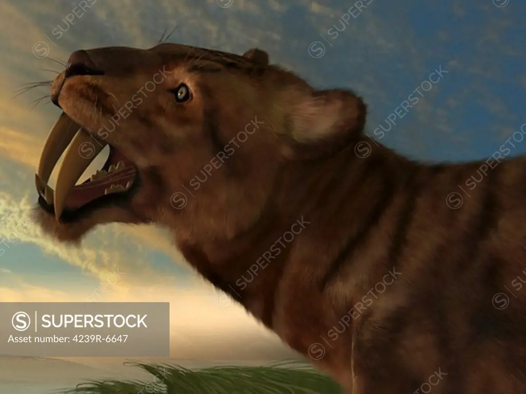 The Saber-Tooth Cat, also called Smilodon, with dagger like front canine teeth.