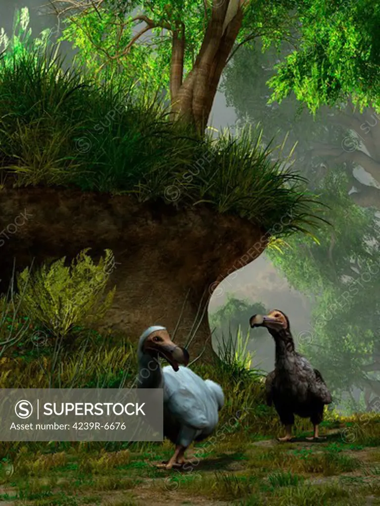 A pair of Dodo birds waddle along a forest path.