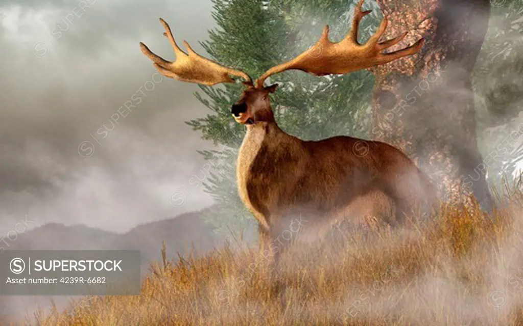 Megaloceros giganteus, commonly called the Irish Elk, stands in deep grass on a foggy hillside.