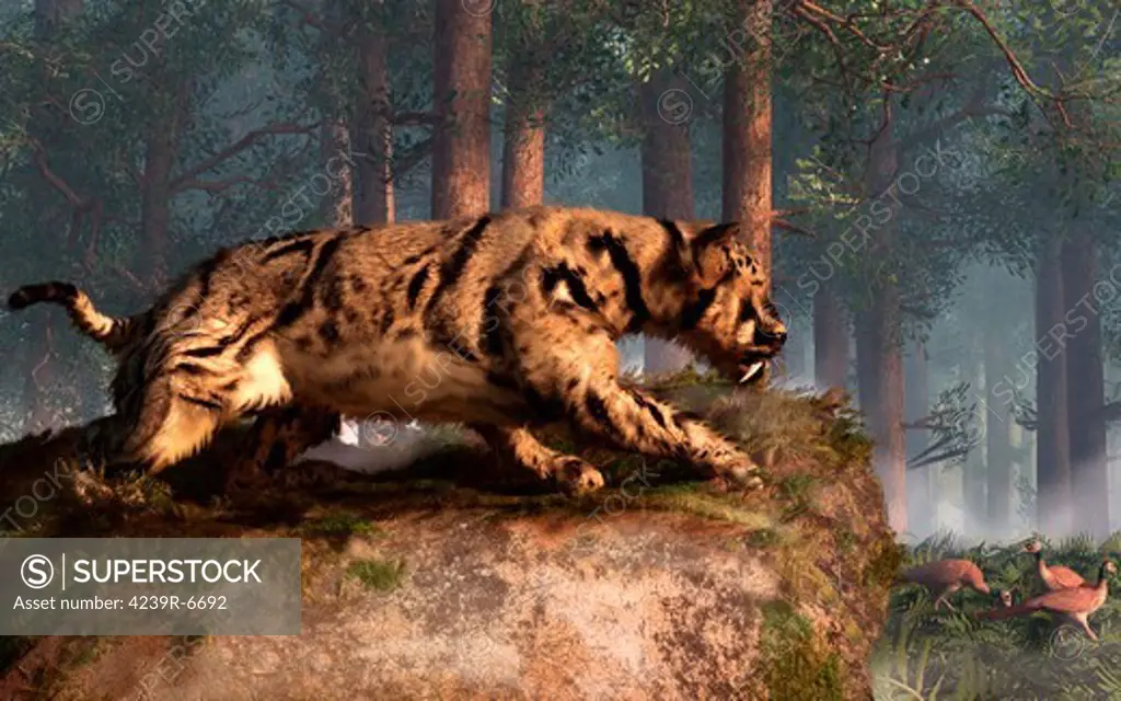 Dinofelis, a prehistoric cat with very long teeth, is waiting atop a rock in the forest.