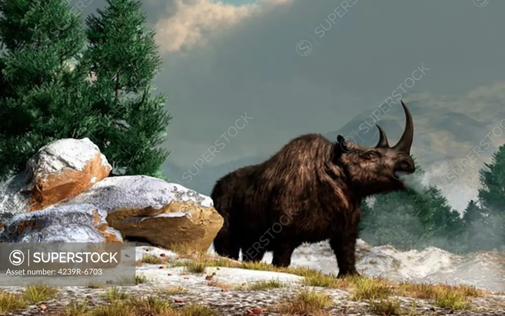A woolly rhinoceros in the snow, Pleistocene epoch.