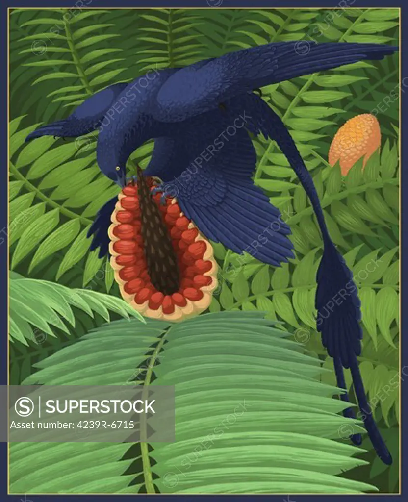Microraptor gui exhibits speculative onmivory by snacking on a cycad fruit.